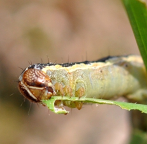 Figure 1png